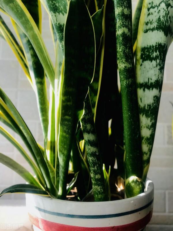 6種花葉子超大,養在客廳很有範,“吉祥”又美麗,深受主婦喜愛 6種花葉子超大,養在客廳很有範,“吉祥”又美麗,深受主婦喜愛