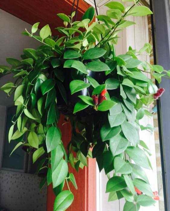 家裡沒有“陽光房”,就養4種,有點光就開花,秋冬也不例外 家裡沒有“陽光房”,就養4種,有點光就開花,秋冬也不例外