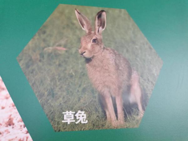 攝影師鏡頭裡可愛的動物