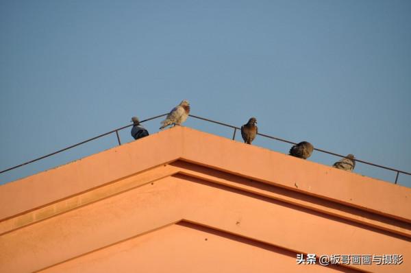 鳥類世界你不懂，等待+守候=信任你的夥伴