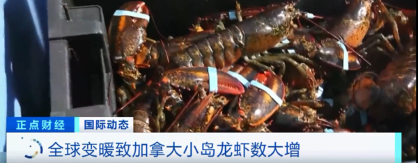 全球變暖致加拿大小島龍蝦大增