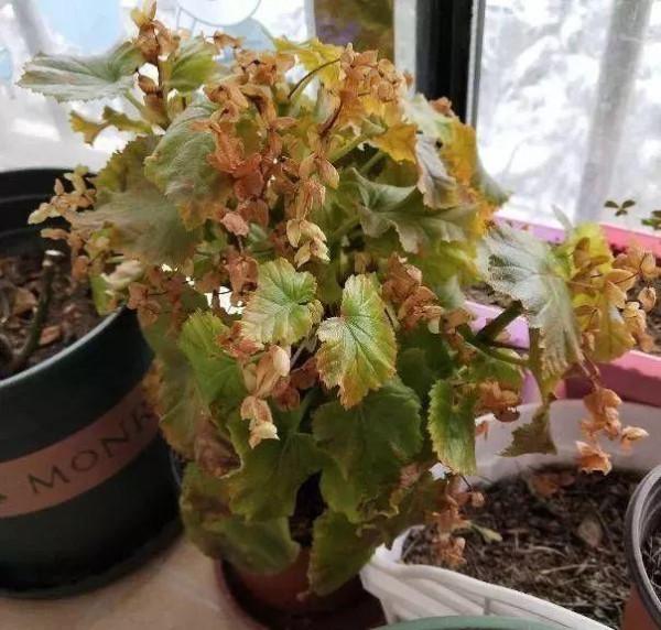 8種&OpenCurlyDoubleQuote;矯情&rdquo;年宵花，幹不得，澆不得，十有八九養不好