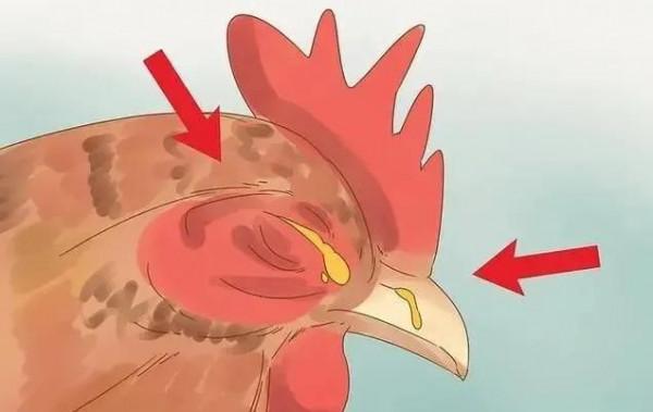 蛋雞養殖中如何及早發現問題