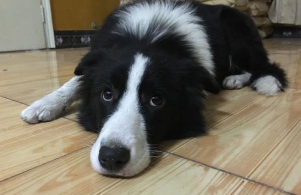 邊牧拉稀但精神很好