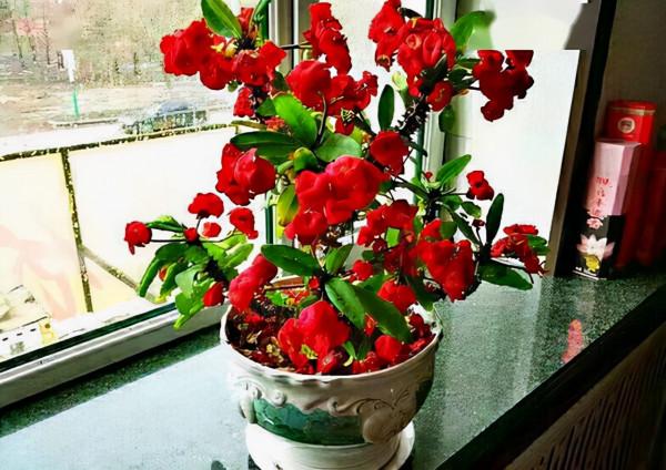 10月養這“6種花”,切記要多曬,利於生長和開花 10月養這“6種花”,切記要多曬,利於生長和開花