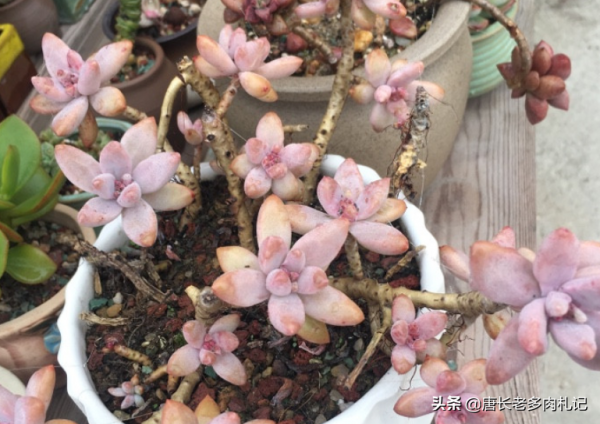 多肉冬美人跟秋麗比高低？冬美人皮實更勝一籌，秋麗顏值略勝一分