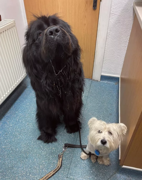 女主人養了一隻沒眼睛的狐狸，一隻沒腿總“翻車”的狗子，網友們：太可愛了吧