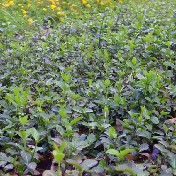 優良園林綠化兼地被樹種—扶芳藤植物非試管高效快繁