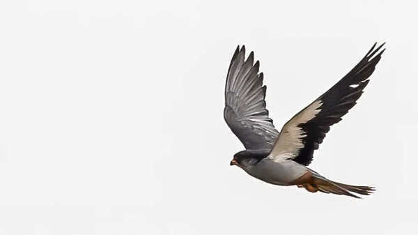「山西鳥類圖鑑」| 紅腳隼