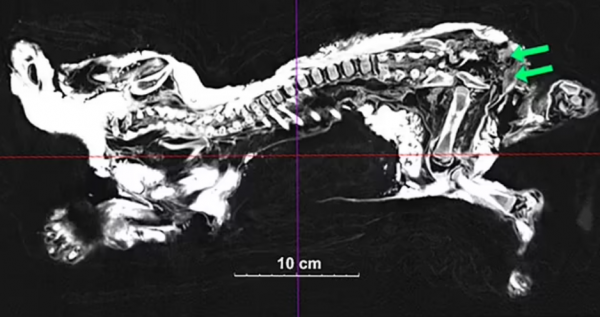 潘多拉魔盒開了？西伯利亞幾年前的洞穴獅子屍體，死於28000年前