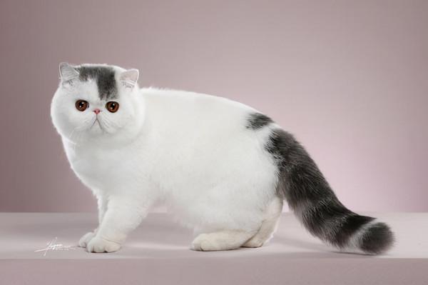 超準!你養什麼貓,就代表你是什麼性格 超準!你養什麼貓,就代表你是什麼性格