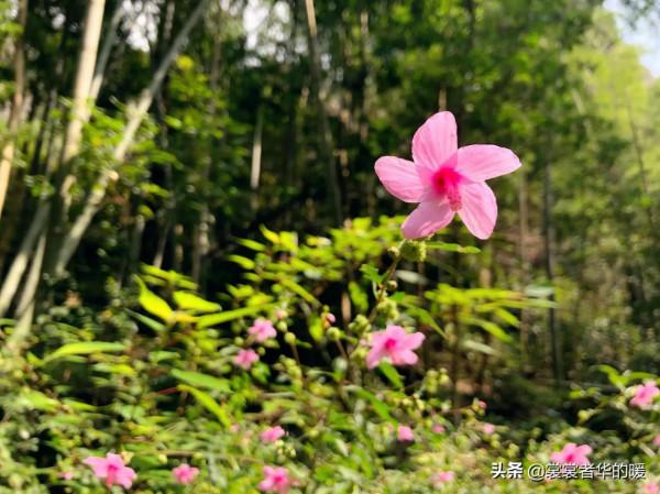 中秋淺遊*雁蕩山