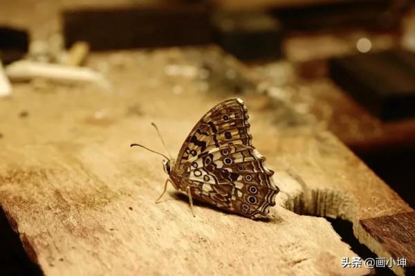 創造栩栩如生的木雕昆蟲