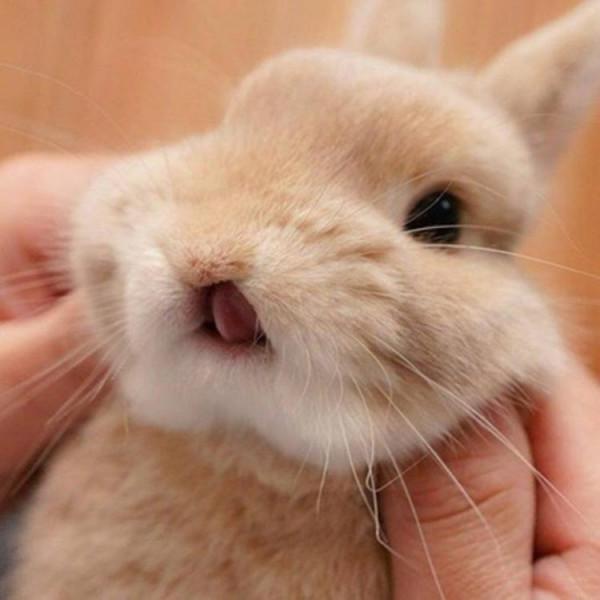 有點抑鬱，養個寵物會好點嗎？