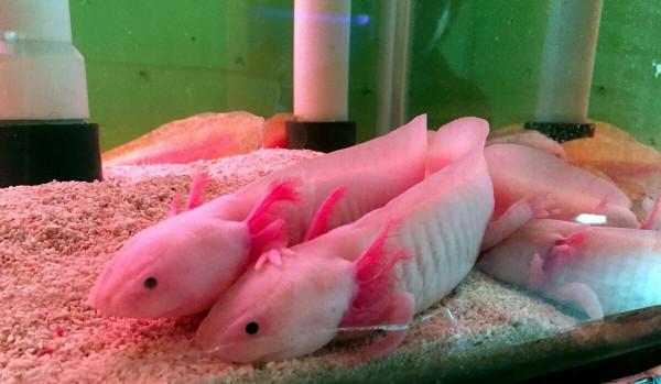 10種最有異國情調的熱帶魚