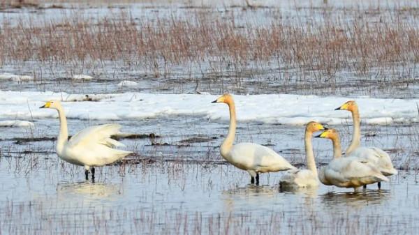 水鏡波光鴻影飛——阿旗沙壩天鵝掠影 水鏡波光鴻影飛——阿旗沙壩天鵝掠影