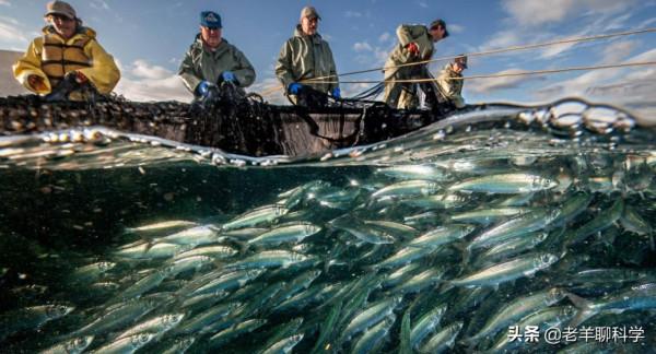 瘋狂“搶”漁20年後，日本漁業陷入死局，扶不起就破罐子破摔？