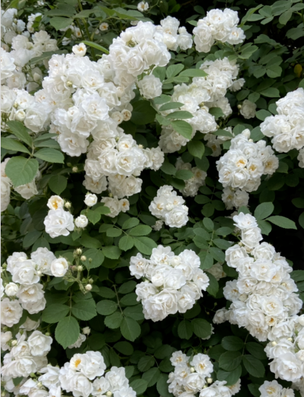 買花別再被騙了!4個花市常見騙局,你遇到過幾個 買花別再被騙了!4個花市常見騙局,你遇到過幾個