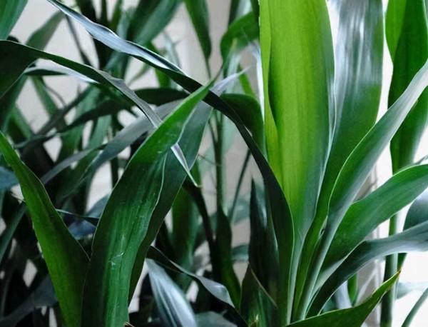 室內光照不足,就養4種耐陰綠植,枝葉翠綠茂盛,有精神有活力 室內光照不足,就養4種耐陰綠植,枝葉翠綠茂盛,有精神有活力