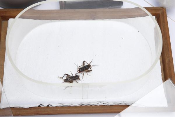 美媒走進鬥蟋蟀的世界:稱重精確到0.01克,一隻可賣近400美元 美媒走進鬥蟋蟀的世界:稱重精確到0.01克,一隻可賣近400美元