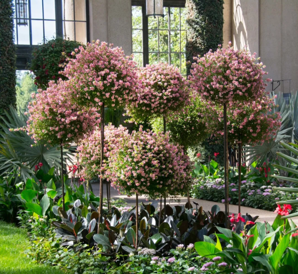 讓花園充滿浪漫色彩的粉色開花植物，滿足你的少女心