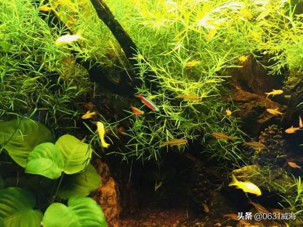 新手用底砂過濾一定要做到正確，如果盲目操作就會適得其反