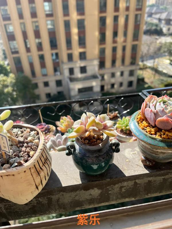 小白慢慢開始學習多肉如何修根配土上盆