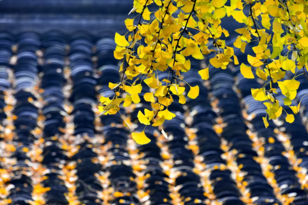 二十首宋詞詠秋景，秋情難忘引人共鳴