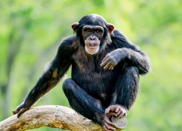 從人類生物學角度看，為何運動使人長壽？哈佛科學家：能量轉移了