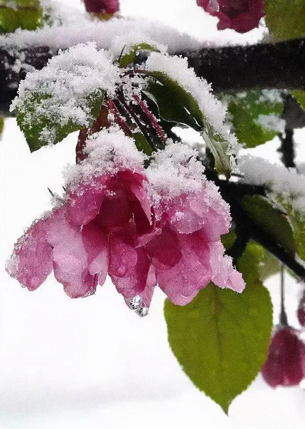 雪中花第二篇來啦，嬌嫩的外表，堅韌的內心，生命過分美麗