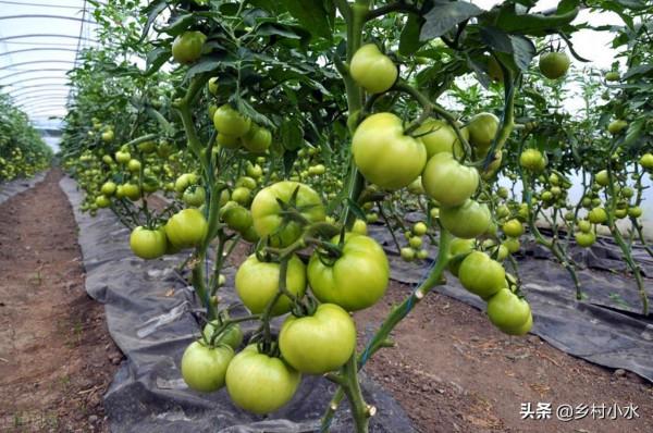 棚室栽培蔬菜產量低？老師傅教我一個施肥方法，效果真就挺好