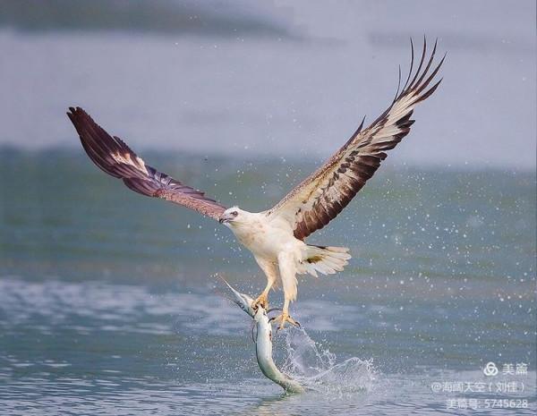 鳥類空中的戰鬥機&mdash;&mdash;白腹海雕