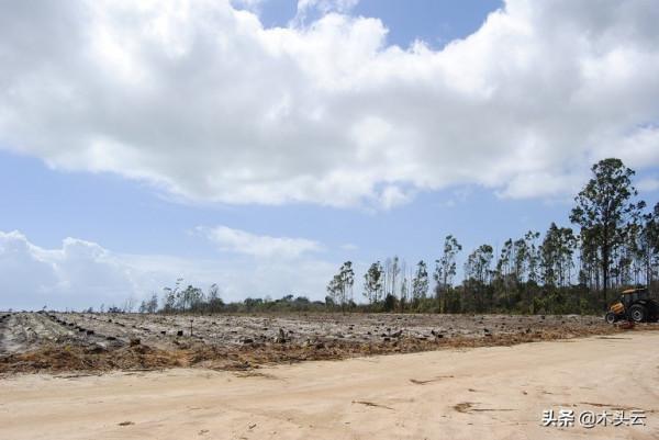 巴西的轉基因桉樹之路