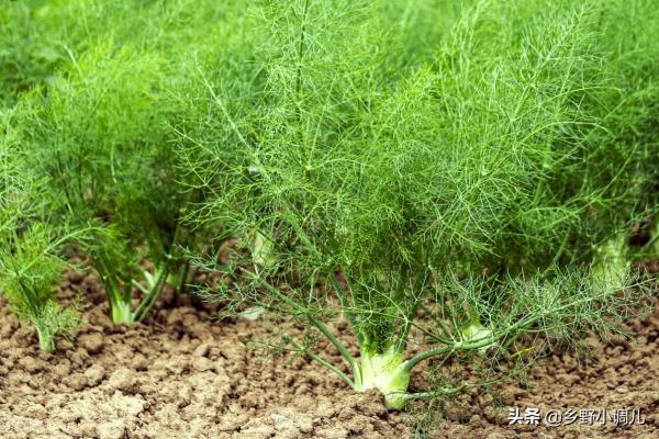 40歲的農民,投資10000元,日賺300,到底是啥生意? 40歲的農民,投資10000元,日賺300,到底是啥生意?