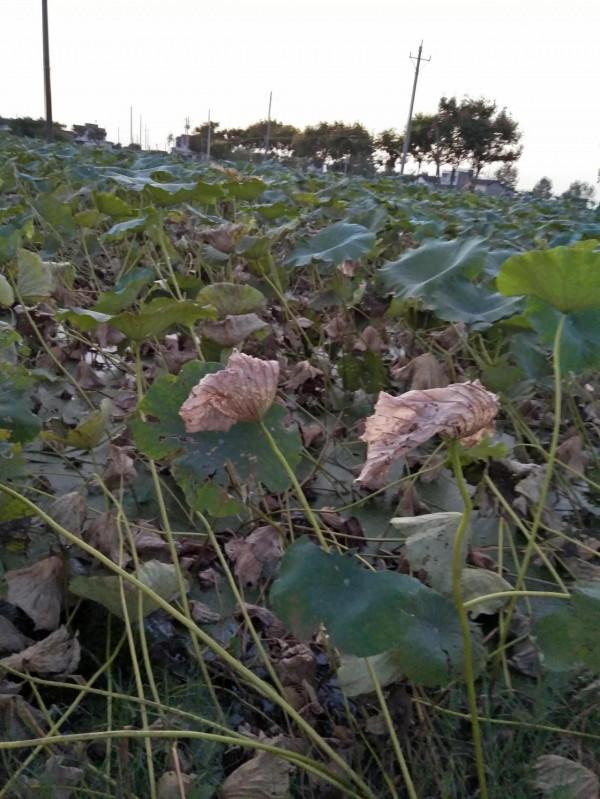 想喝雞湯的親戚