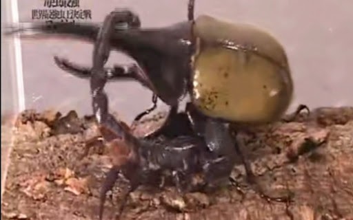 長戟大兜蟲在日本人氣暴漲，為何中國卻不準養？它的危害有多大？