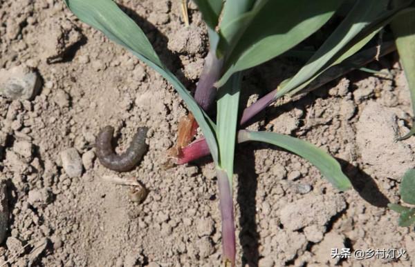 花生地裡胖胖的“地老虎”特別討厭,用什麼方法能徹底解決? 花生地裡胖胖的“地老虎”特別討厭,用什麼方法能徹底解決?