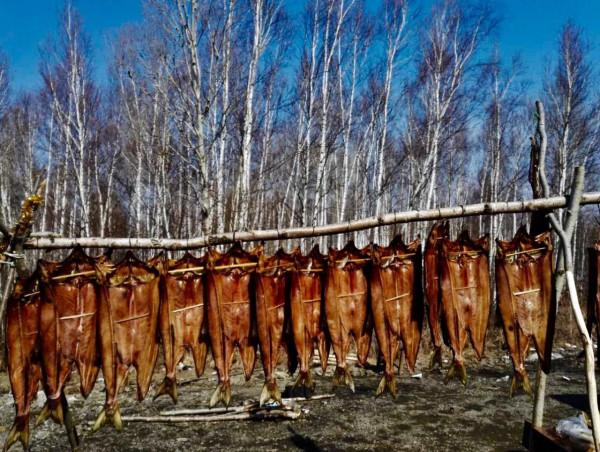 撫遠的鮭魚汛 撫遠的鮭魚汛