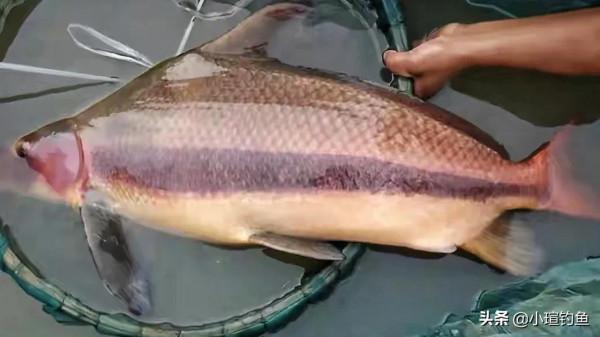 國內釣到這些“牢底坐穿魚”，務必放生，每年都有人誤釣它們被抓