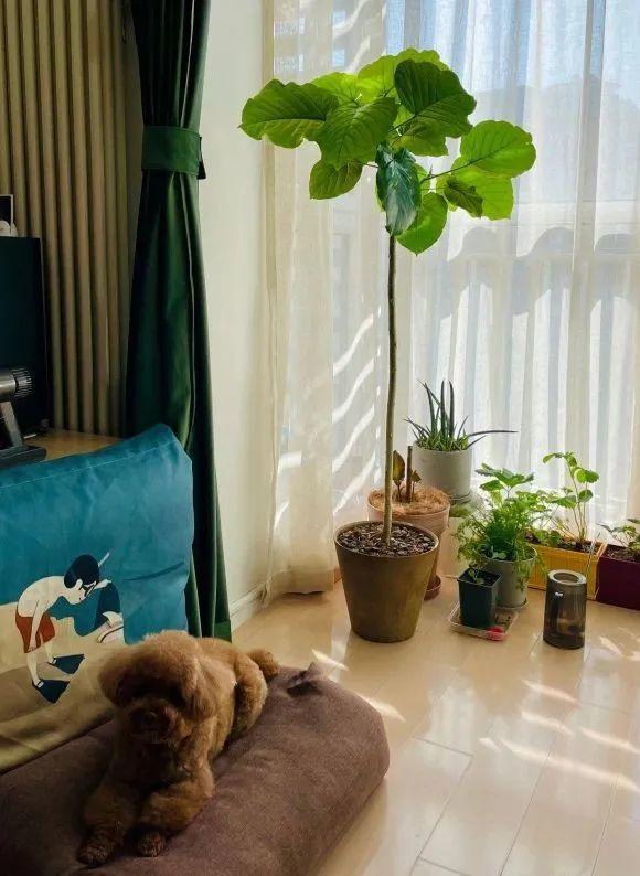 大葉子耐陰花，室內一定養，葉子比臉大，真涼快