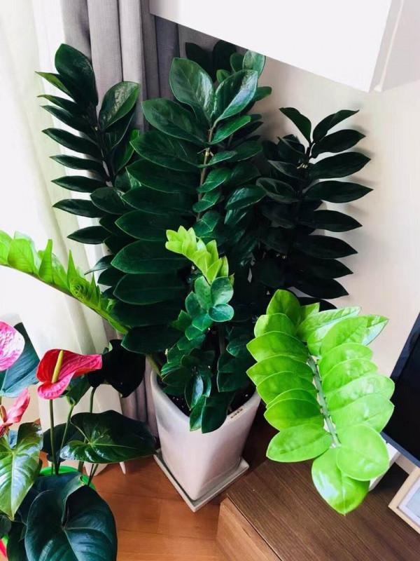 家裡光照少,可以養12種“陰性花”,“半陰地”更利於生長 家裡光照少,可以養12種“陰性花”,“半陰地”更利於生長