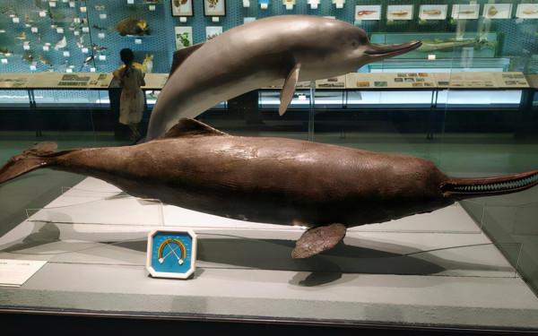 禁漁十年好！長江銷聲匿跡多年的“䲘”頻頻出水，白暨豚有救了？