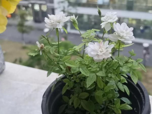 我在宿舍養植物 我在宿舍養植物