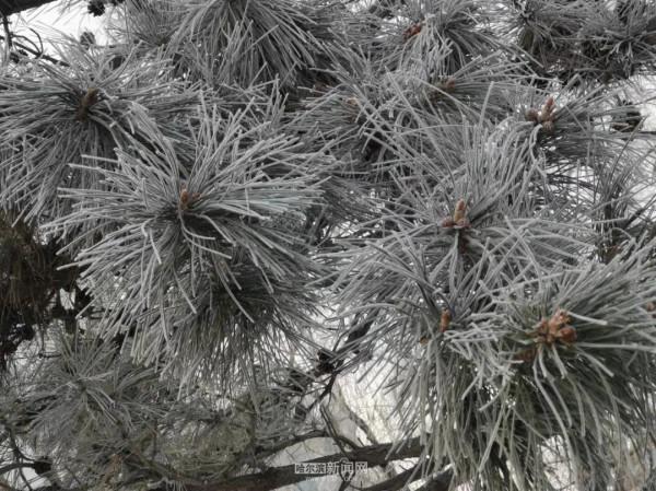 霧裡看凇｜冰城今日限定美景