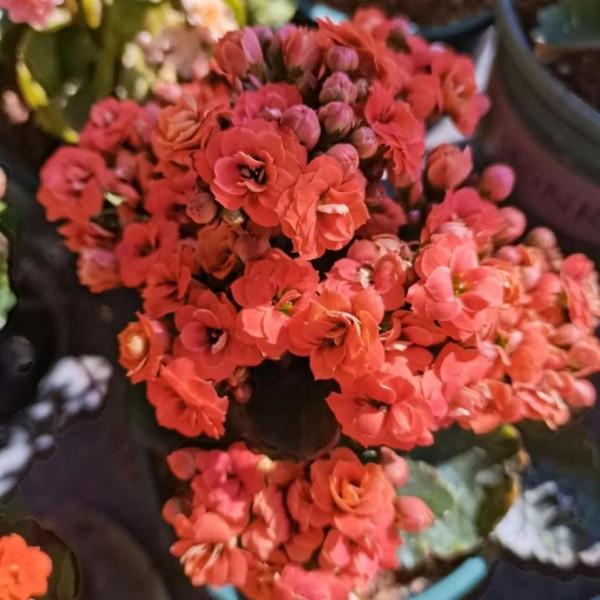 香蕉皮橘子皮泡水，澆到花盆裡，花多葉綠還茂盛