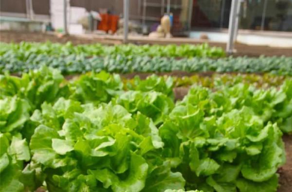 香椿打滷麵等特色美食上新!大廚獻藝,房山這些網紅民宿真“有味道” 香椿打滷麵等特色美食上新!大廚獻藝,房山這些網紅民宿真“有味道”