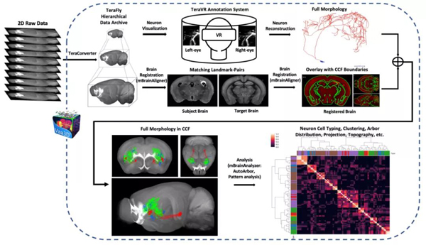 2021年度中國生命科學十大進展公佈 人工合成澱粉入選