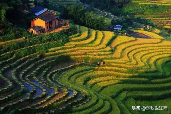 江西這款茶,有人說名字雖不算雅,但喝過一次就會愛上 江西這款茶,有人說名字雖不算雅,但喝過一次就會愛上