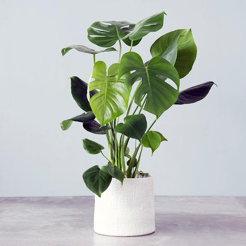 家庭養護綠植的時候，為什麼會出現黃葉枯萎的情況呢