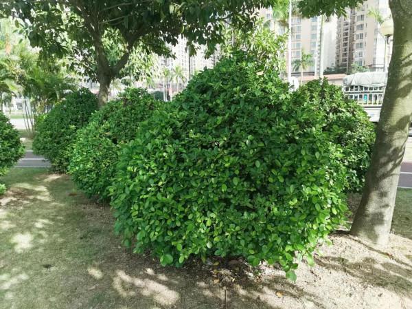 哪些花和樹是花商給起的名？個個好聽，但也有較隱蔽的“欺騙性”